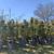 Magnolia trees 15gallon SPECIAL 2 thumbnail