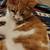 Male Minuet (Persian Munchkin) older kittens 19 thumbnail