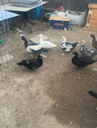 Muscovy ducks 1