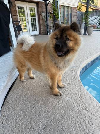 4-year-old Chow Chow, needs loving home. 1