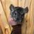 Young chinchilla 4 thumbnail