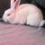Mini Rex buck 1 thumbnail