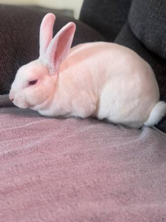 Mini Rex buck 1