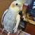 Cockatiels for rehome 200 each 4 thumbnail