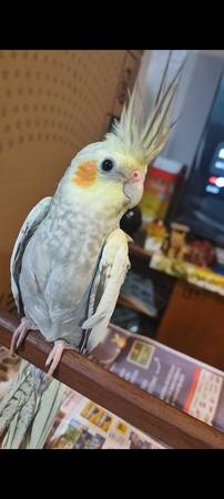 Cacatúas de venta 200$ cada una (Bronx ny)63875423280643123