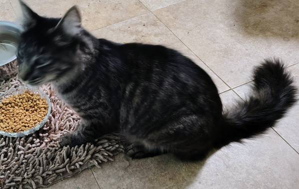Found gray tabby cat (Molalla / Yoder neighborhood)63839339847041122