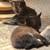 Manx Kittens, 7 weeks 3 thumbnail