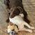 2 European Doberman 5 thumbnail