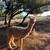 Alpacas 3 thumbnail