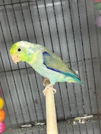 Loro parrotlet macho63655682607235120