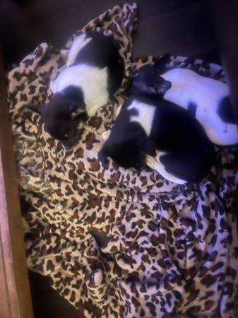 Small chihuahua puppies for rehoming (Gulfport)63801771370497124