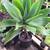 Foxtail Agave & More 3 thumbnail