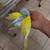 PARAKEETS 1 thumbnail
