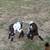 ND bucklings 3 thumbnail