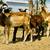 Painted Desert Ram Lambs 4 thumbnail
