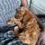 rehoming 7 month old red cavapoo female 15 thumbnail