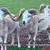 PDSS REGISTERED PAINTED DESERT HAIR RAMS~TEJAS RANCH 10 thumbnail