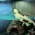 Bearded Dragon 7 thumbnail