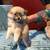Pomeranian 1 thumbnail