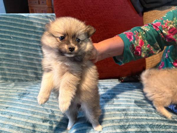 Pomeranian 1