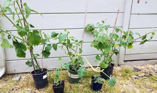 Golden Berry Plants (Peruvian Groundcherry, Cape Gooseberries), potted - $10 (berkeley)63439801376257121