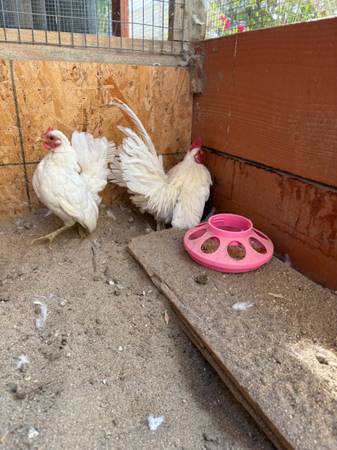 Serama pair (Tulare)63873028962561121
