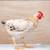 Hens chicken 8 thumbnail