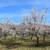 Hardy Apricot Trees 2'-3' Tall Buy 3 Or More $20 Each 1 thumbnail