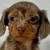 DachshundPuppSweet9173two34727Textme 2 thumbnail