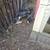 Meishan piglets born August 1st 1 thumbnail