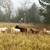 Katahdin Ewe Sheep 1 thumbnail
