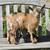 ADGA Nigerian Dwarf Does- Discounted! 2 thumbnail