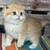 Scottish fold kittens 3 thumbnail