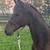 Draft Cross horses 1 thumbnail