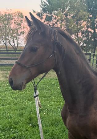 Draft Cross horses 1