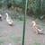 ducks for sale 2 thumbnail