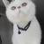 Boy Exotic shorthair kitten 10 thumbnail