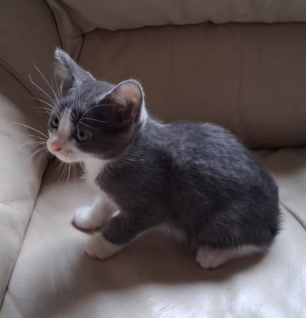 9 weeks old (Andover)5755503377396736012