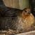 Baney Hen & rooster , with six chics 1 thumbnail