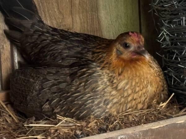 Baney Hen & rooster , with six chics 1
