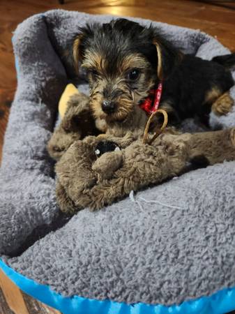 Yorkies (Horse Cave)63663775028737123