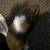 Guinea Pigs 4 thumbnail