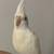 Albino Cockatiel 2 thumbnail