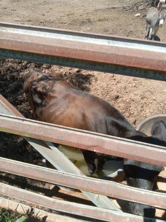 Jersey steer 1