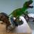 4- Toys r Us soft rubber Dinosaurs 2 thumbnail