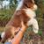 Standard Australian Shepherd Tri Puppies 3 thumbnail