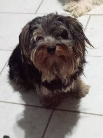 Yorkie mix 1