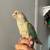 Cinnamon turquoise Conure 1 thumbnail