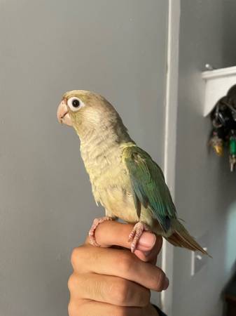 Turquoise Green Cheek conure (National City)63914314835970124