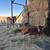 Bottle calves 4 thumbnail